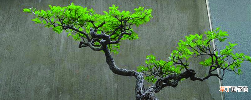 盆景小叶女贞怎么养殖