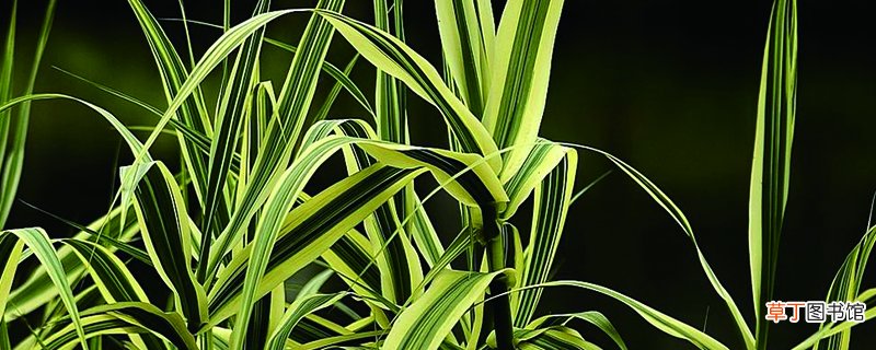 花叶芦竹怎么养