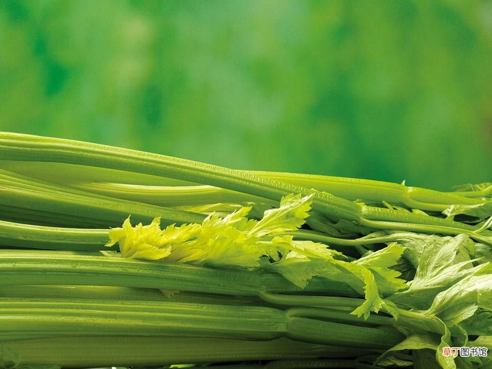 吃什么食物可以减肥 减肥食物大起底