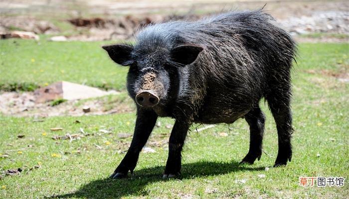 男人梦到野猪什么预兆