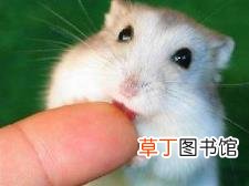 仓鼠好端端的为什么会死 仓鼠为什么死
