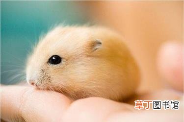 仓鼠好端端的为什么会死 仓鼠为什么死