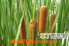 生蒲黄的功效与作用及食用方法