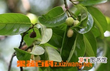 白桂木的功效和作用