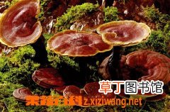 灵芝怎么吃效果最好 灵芝如何吃最有效