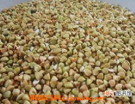 甜荞麦的副作用和使用禁忌