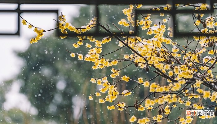 梦见下雪是什么意思