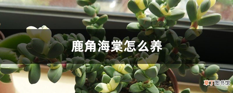 鹿角海棠怎么养