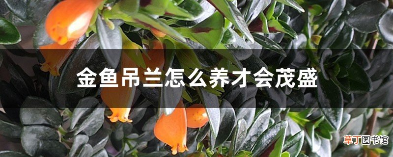 金鱼吊兰怎么养才会茂盛