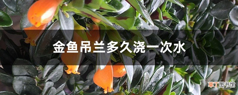 金鱼吊兰多久浇一次水