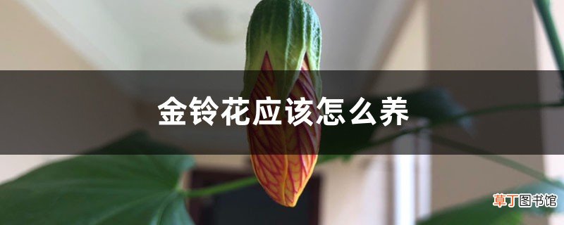 金铃花应该怎么养