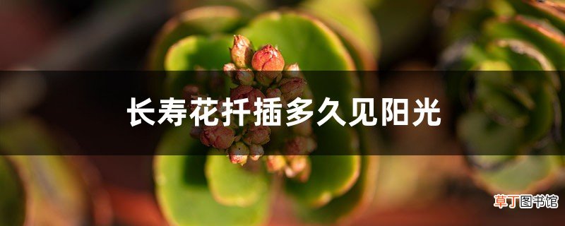 长寿花扦插多久见阳光