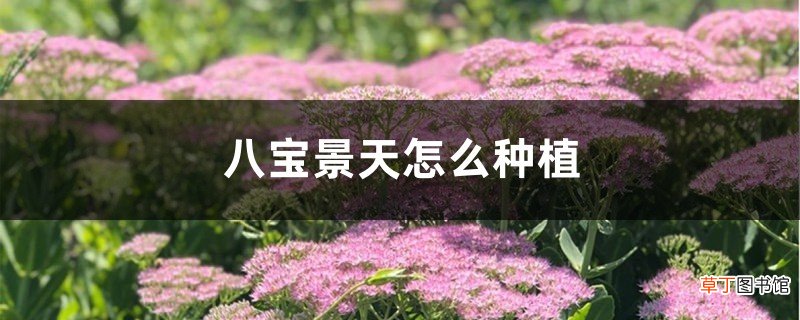 八宝景天怎么种植