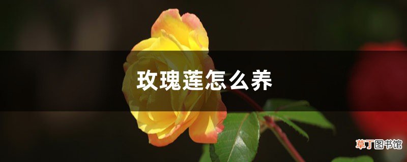 玫瑰莲怎么养