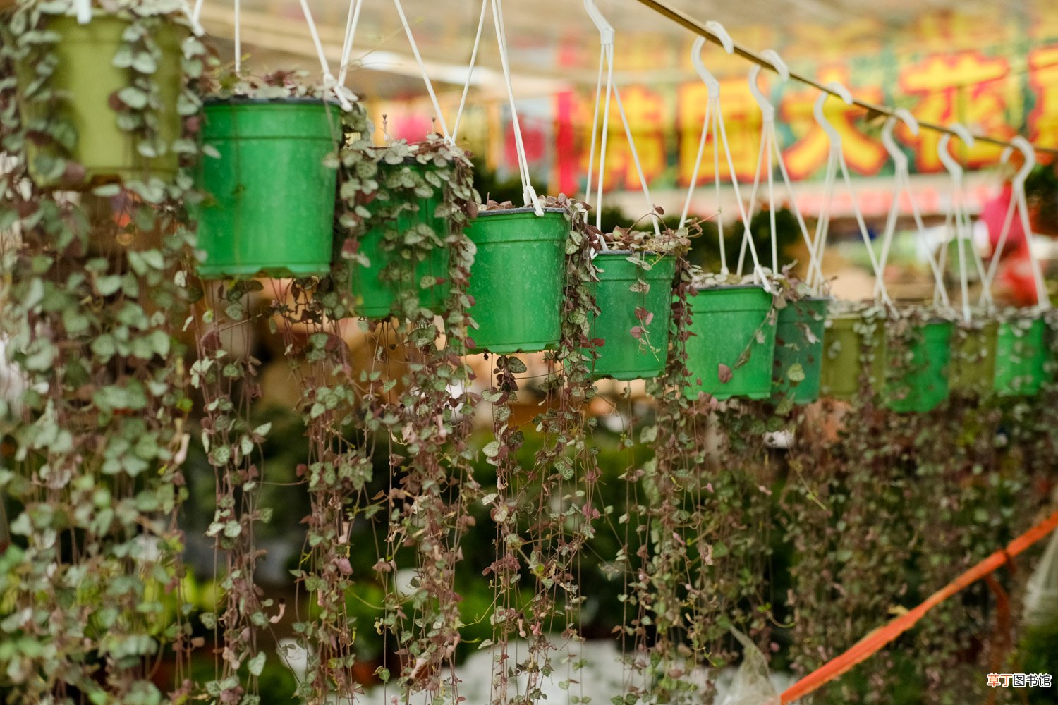 水培生根、土培扦插 爱之蔓怎么繁殖