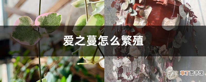 水培生根、土培扦插 爱之蔓怎么繁殖