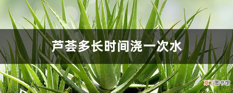 芦荟多长时间浇一次水