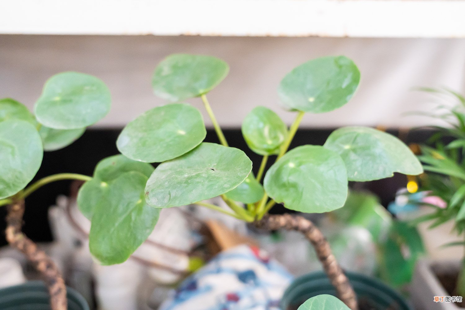 镜面草怎么叶插