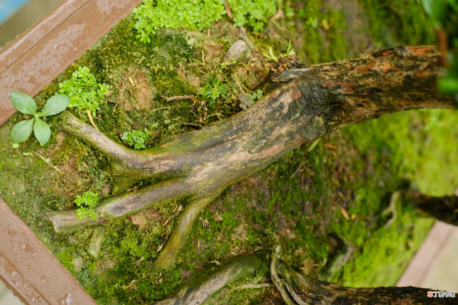 养殖方法和注意事项 怎样种植罗汉松