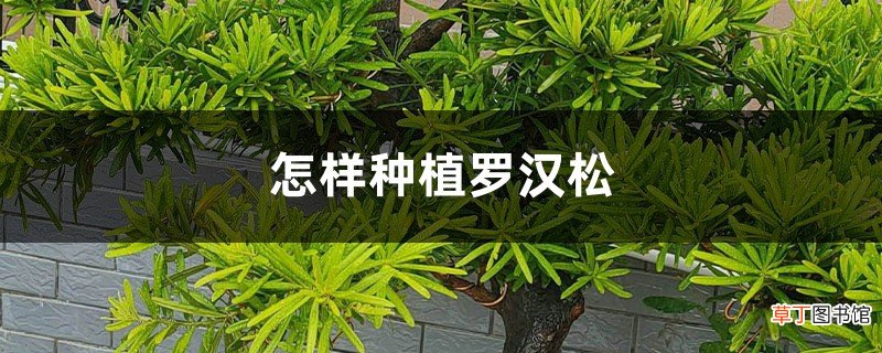 养殖方法和注意事项 怎样种植罗汉松