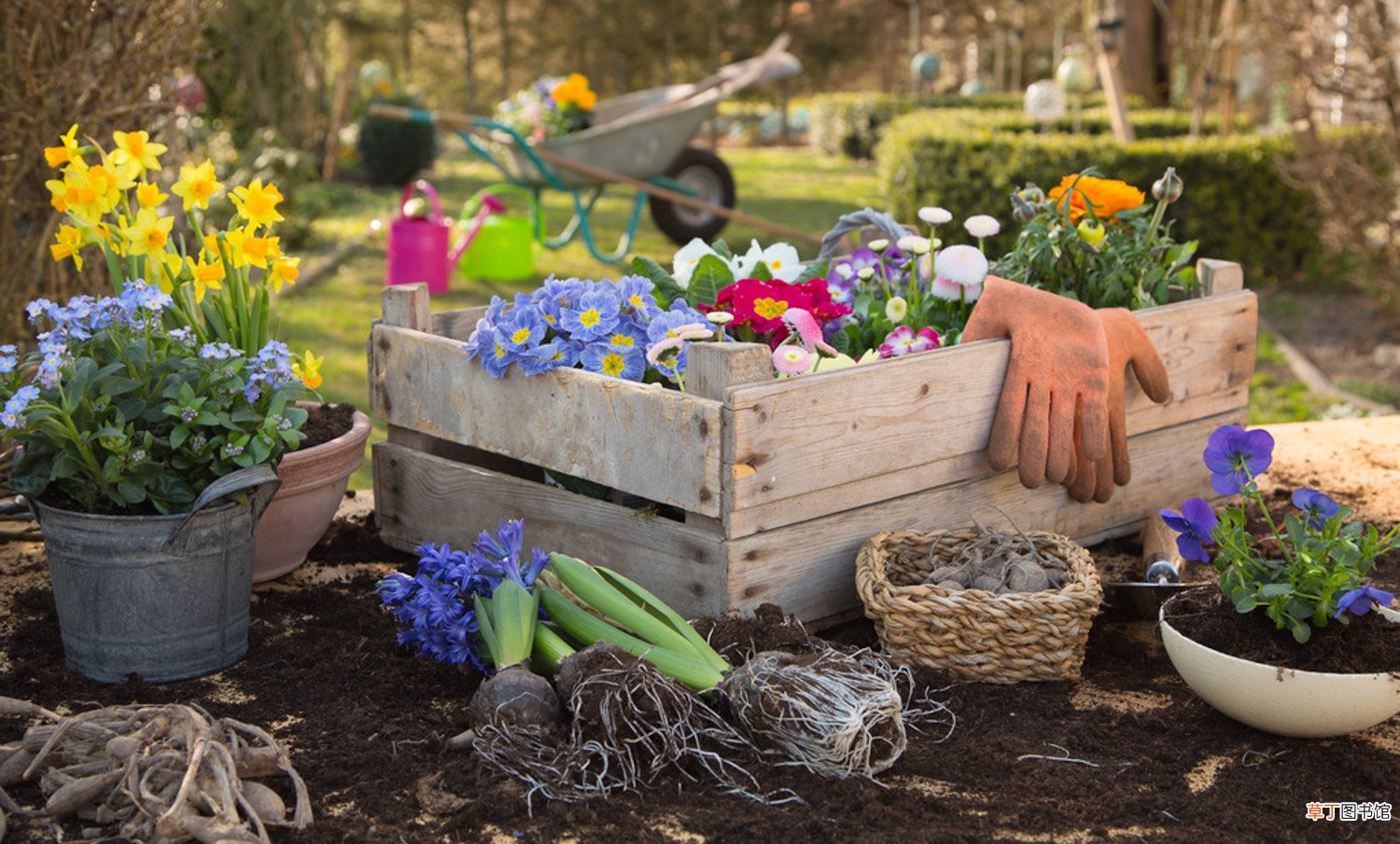 万年青四季养护方法