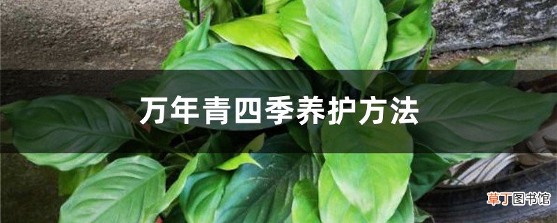 万年青四季养护方法