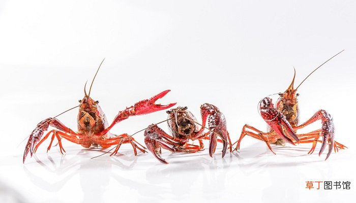 梦见大虾是什么预兆
