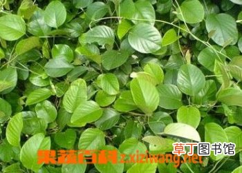 白鹤藤的功效和作用