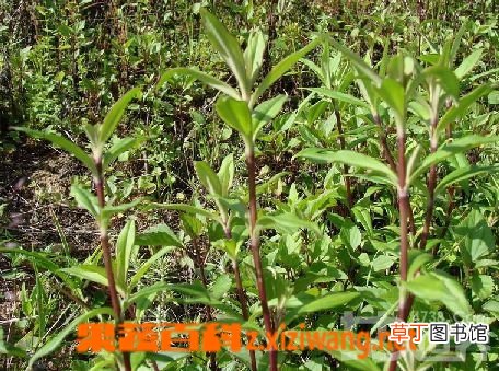 生甘草的功效与作用