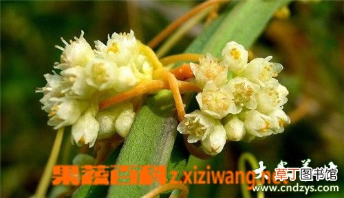 菟丝子的功效与作用