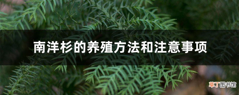 南洋杉的养殖方法和注意事项