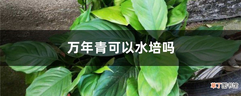 万年青可以水培吗，土培转水培的方法