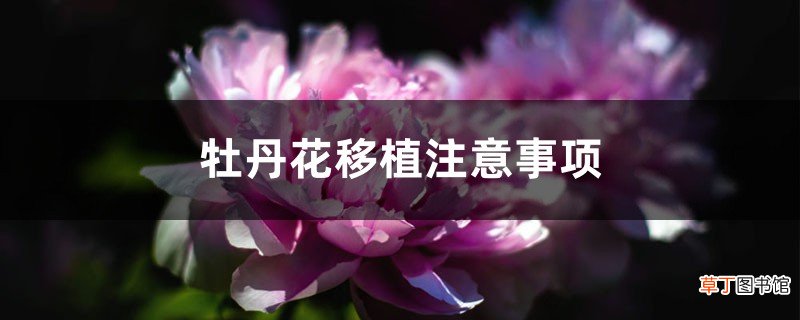 牡丹花移植注意事项