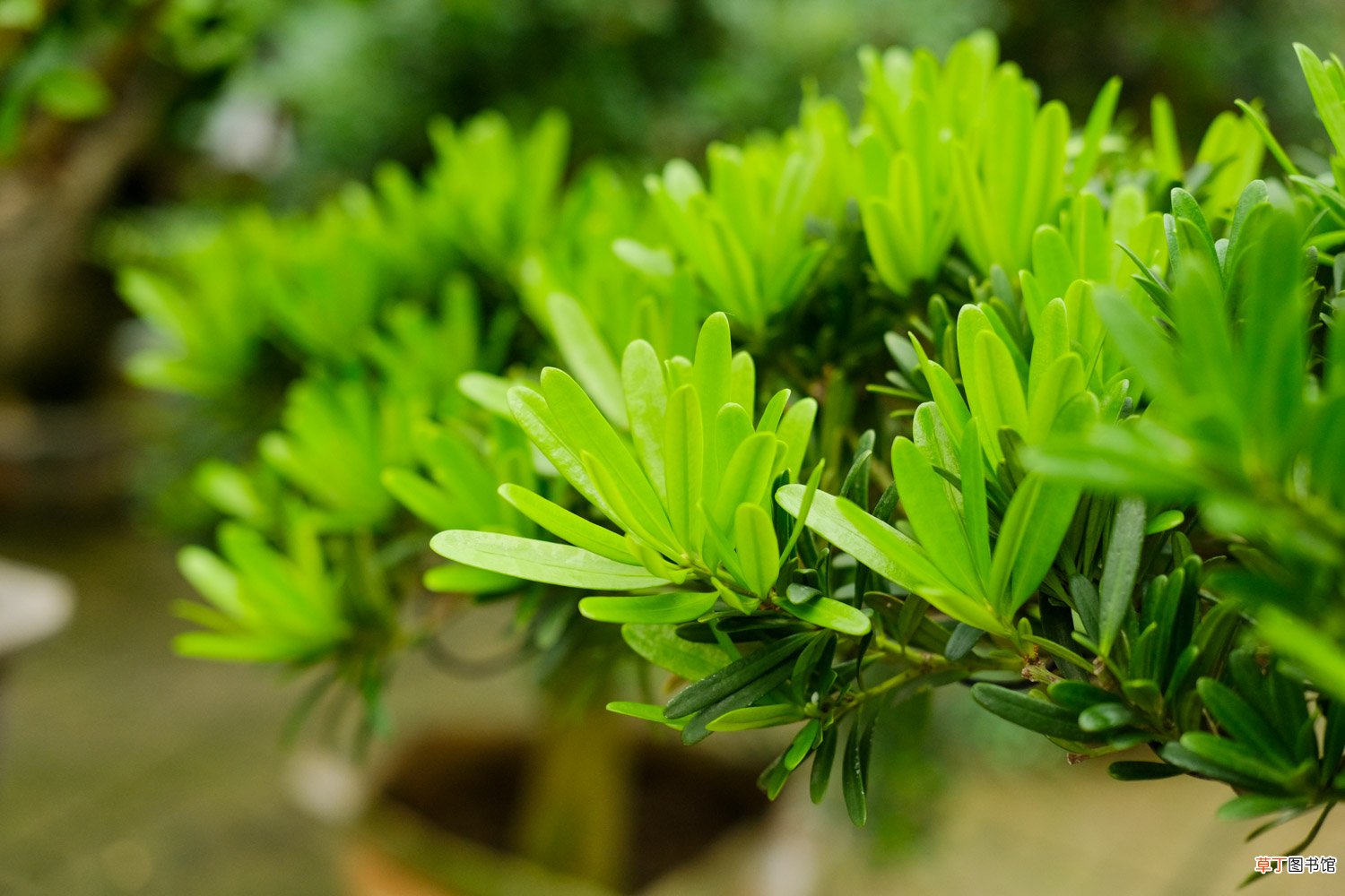 怎么催芽，发芽能见光吗 罗汉松种子几天能发芽