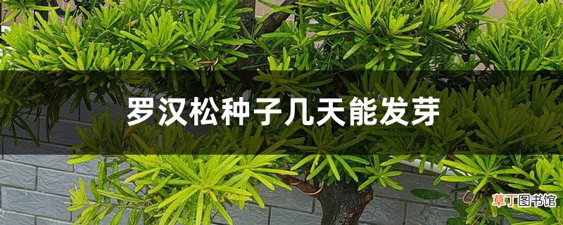 怎么催芽，发芽能见光吗 罗汉松种子几天能发芽