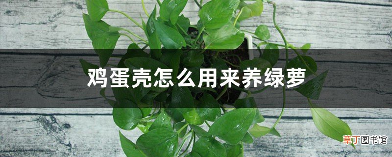 鸡蛋壳怎么用来养绿萝