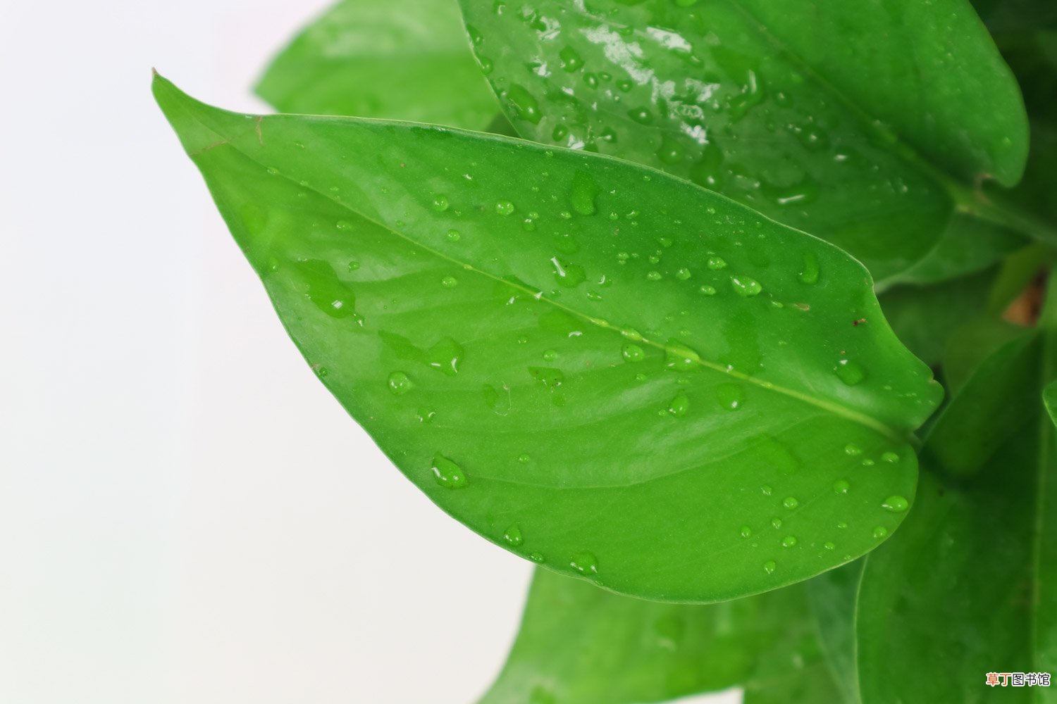 鸡蛋壳怎么用来养绿萝