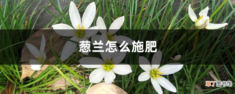葱兰怎么施肥，什么时候开花