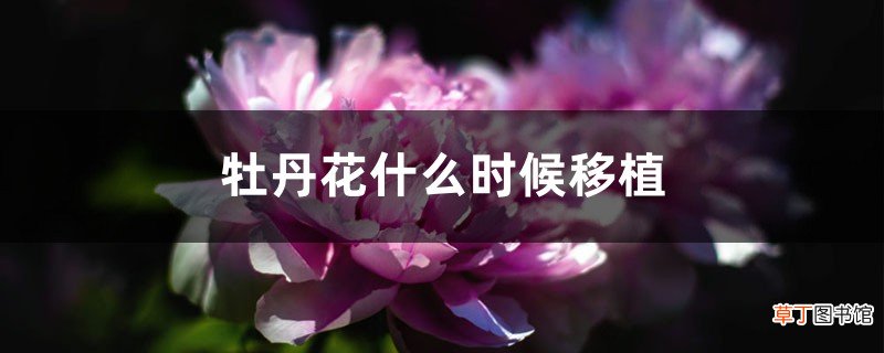 牡丹花什么时候移植，需要剪枝吗