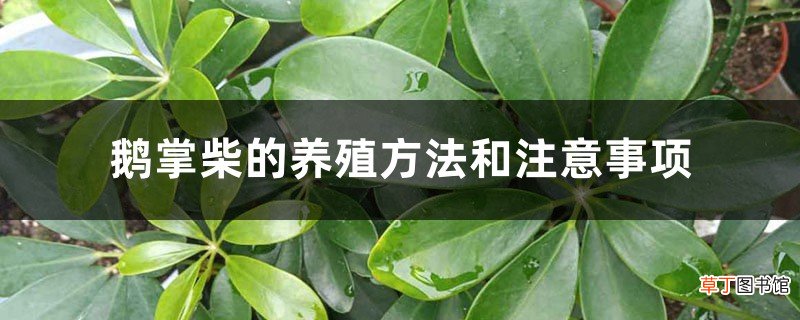 鹅掌柴的养殖方法和注意事项