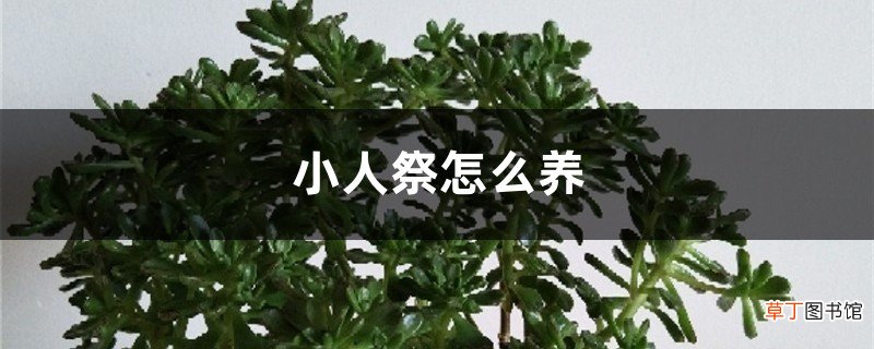 小人祭怎么养