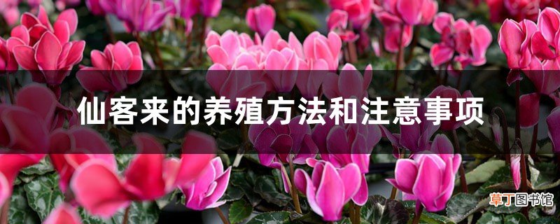 仙客来的养殖方法和注意事项