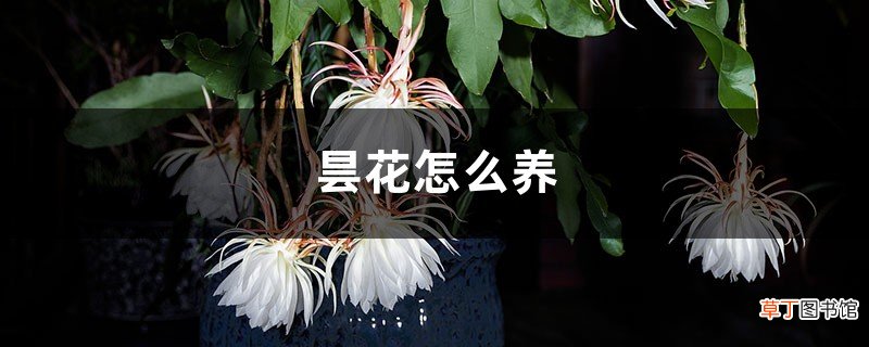 昙花怎么养