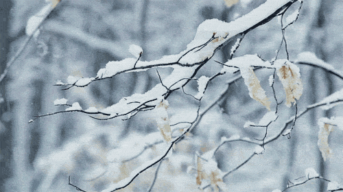 雪花纷飞 描写雪花纷飞的诗句