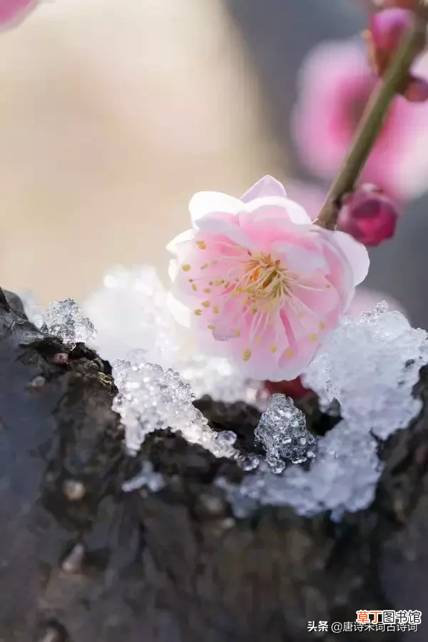 雪花纷飞 描写雪花纷飞的诗句