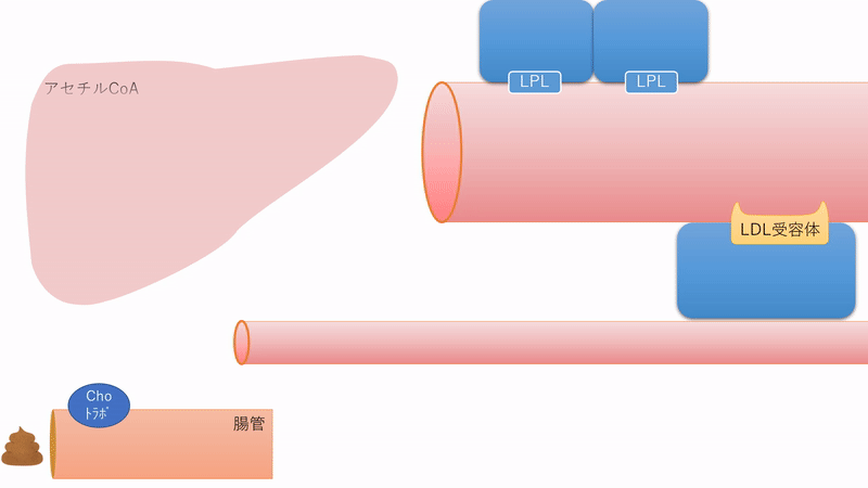 低密度脂蛋白胆固醇偏高的原因 低密度脂蛋白胆固醇升高是什么原因?