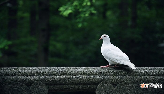 孕妇梦见鸽子