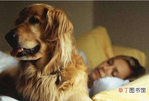 狗一直黏着我怎么回事 狗狗很粘人是为什么