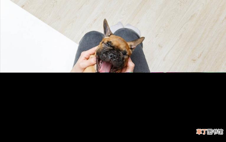 狗一直黏着我怎么回事 狗狗很粘人是为什么