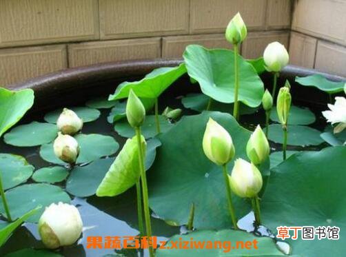 睡莲可以全水养吗 碗莲的水培种植方法